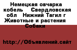 Немецкая овчарка (кобель) - Свердловская обл., Нижний Тагил г. Животные и растения » Собаки   
